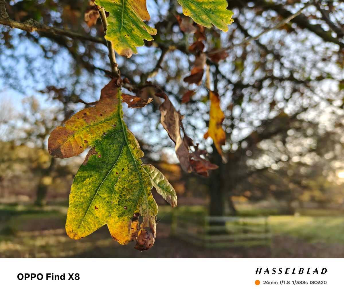 Oppo Find X8 test photo 14